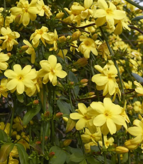 Jasminum mesnyi